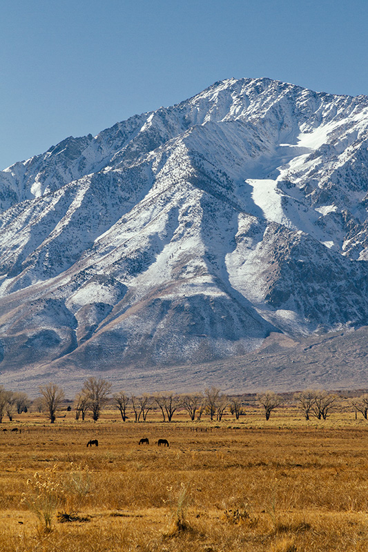 Jake Reinig Travel Photography | Cattle & Horses Grazing Near Bishop