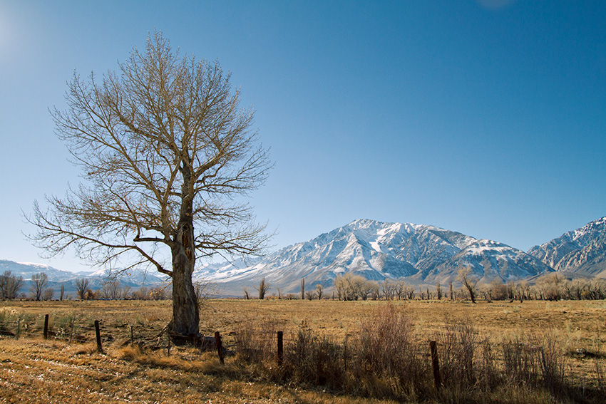 Jake Reinig Travel Photography | Landscape of a Tree Near Bishop