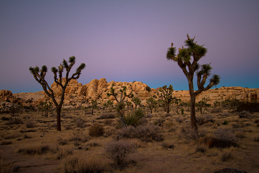 Joshua Tree sunset