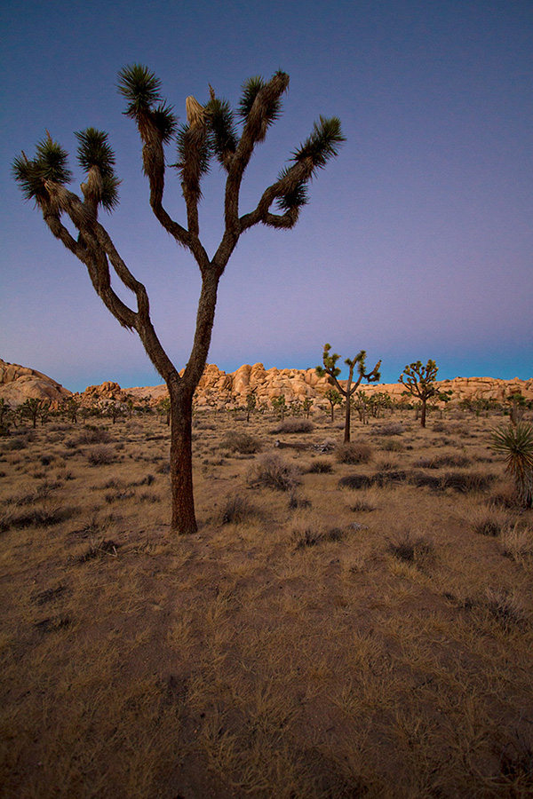 Sunset at Joshua Tree near Barker Dam