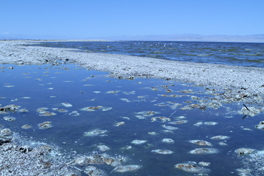 Salton Sea dead fish