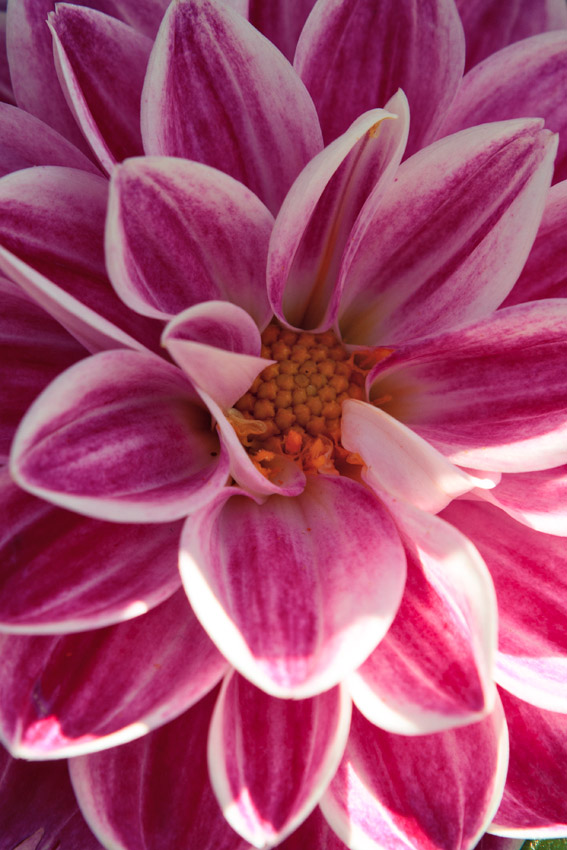 Paris flower