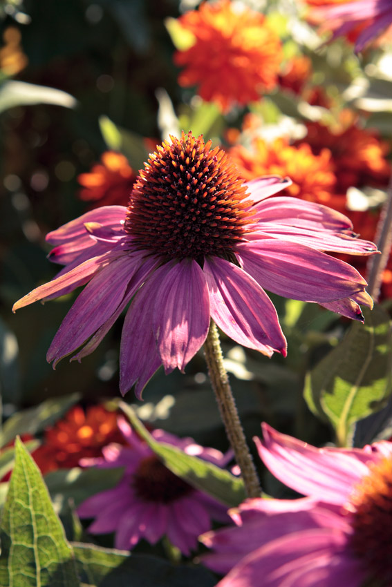 Flowers in Paris