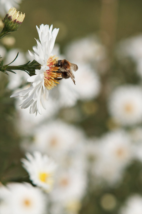 Bee in Paris