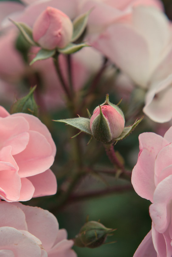 Roses in Paris