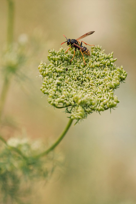 Wasp on a flower in France