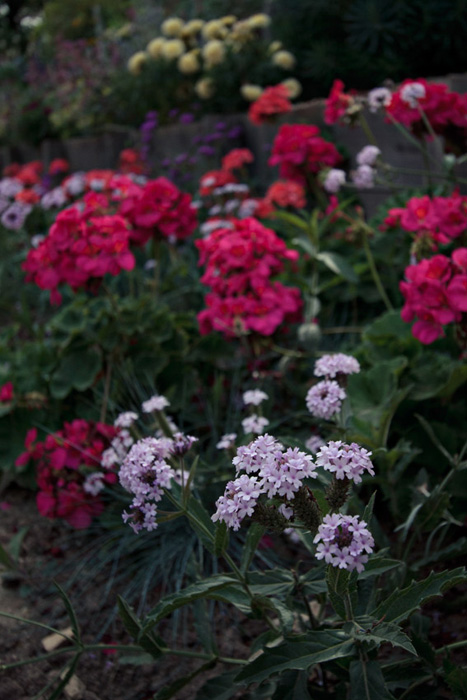 Flowers of France