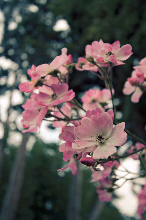 Flowers at the Albert Kahn gardens