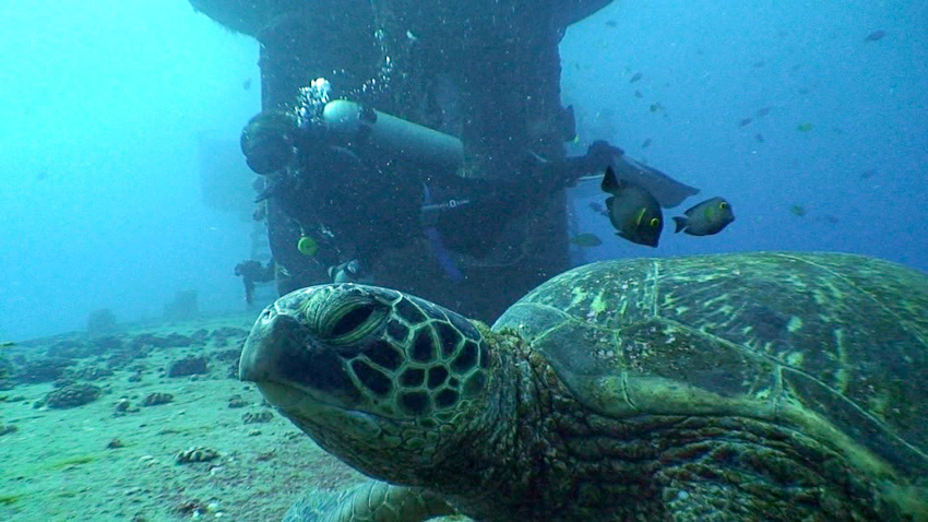 Sea Turtle